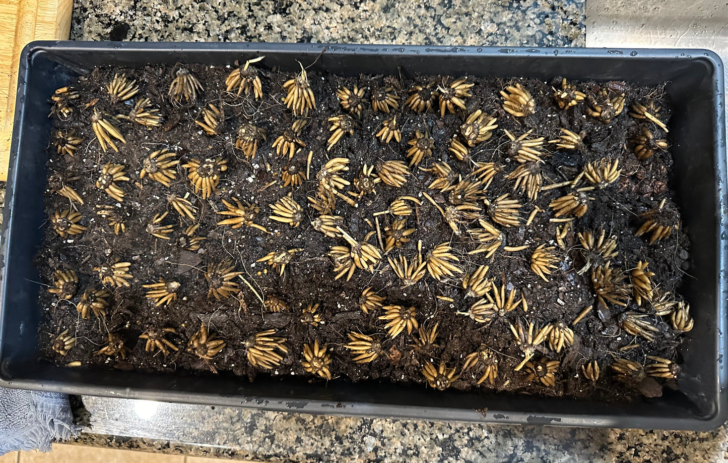 Pastel Mix Ranunculus Corms