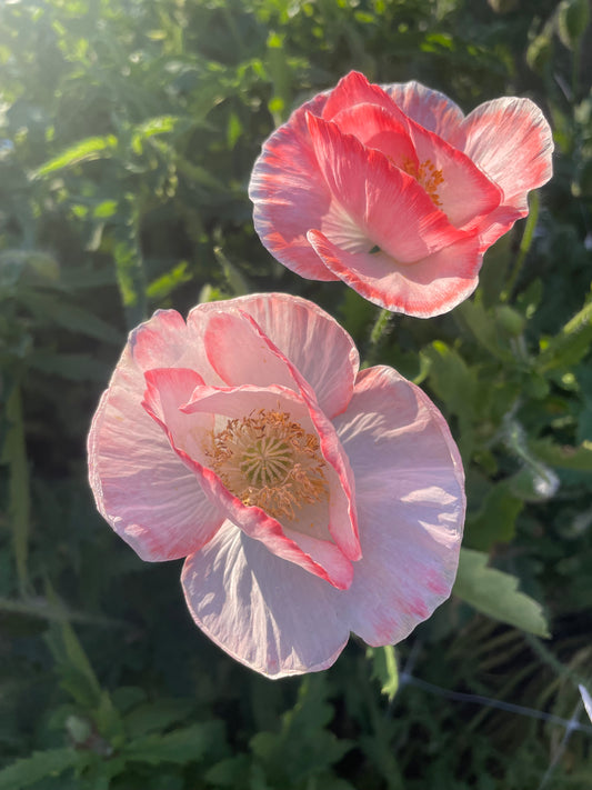 poppies