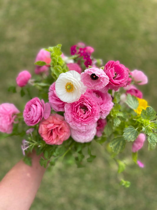 Ranunculus : The Rose of Spring