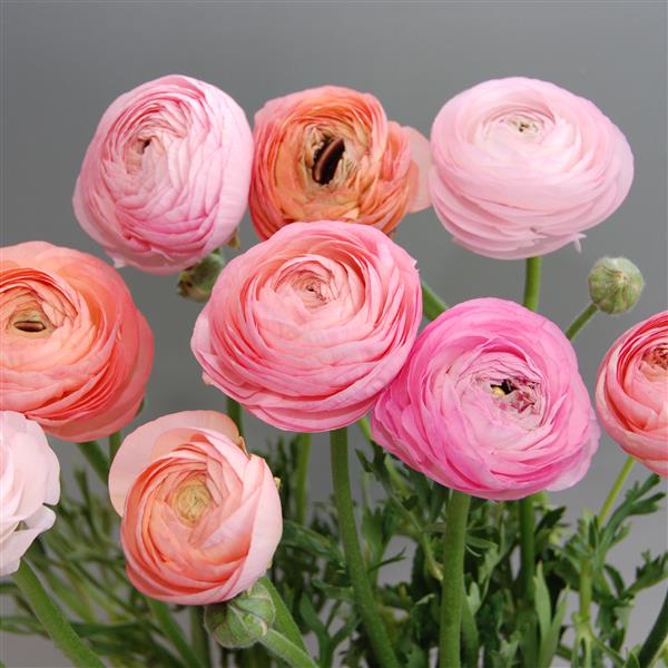 Pastel Mix Ranunculus Corms
