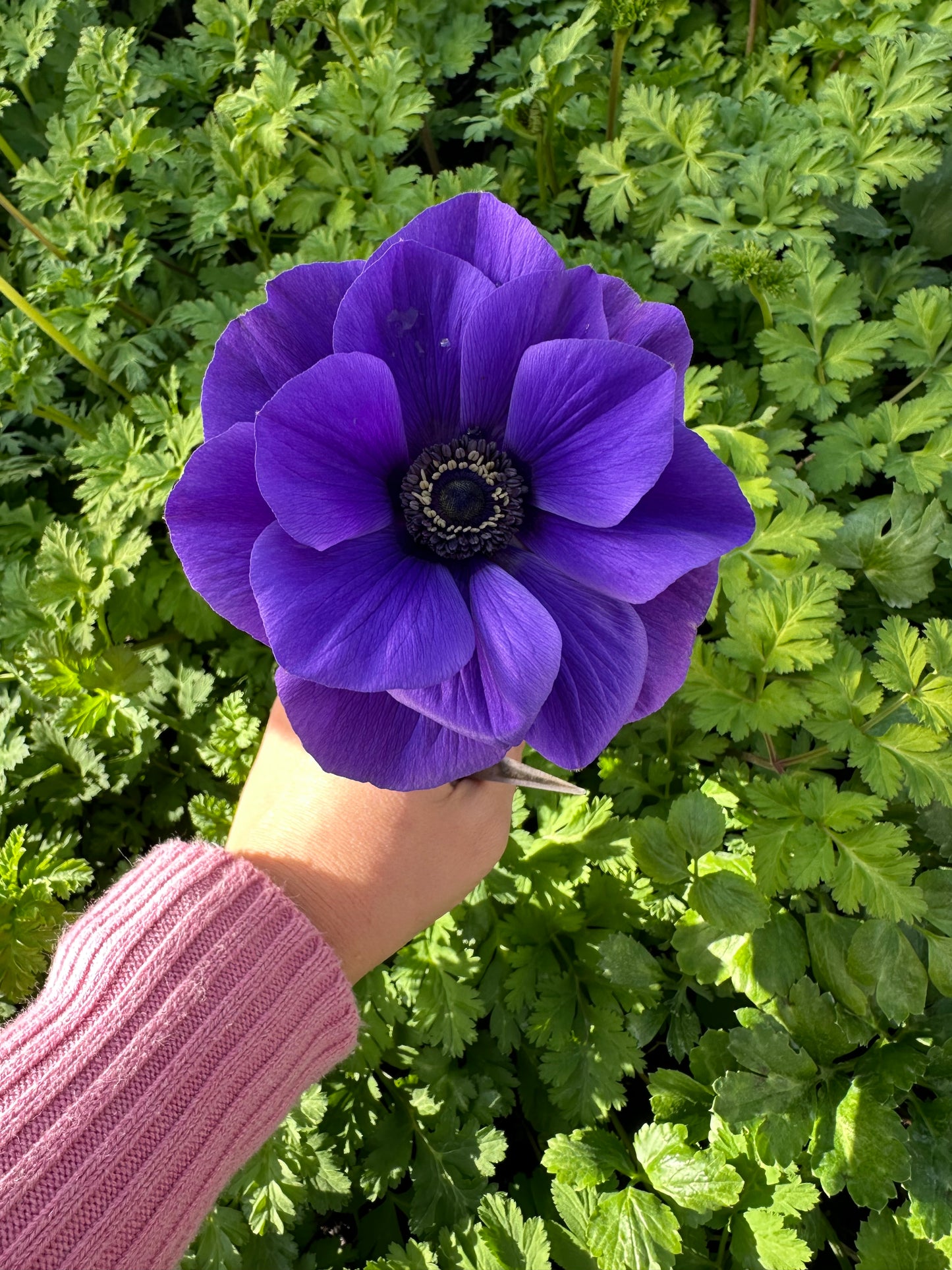 Anemone Mix