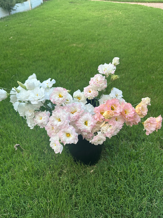 Wholesale Flowers