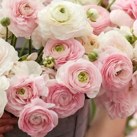 Chamallow Ranunculus Corms